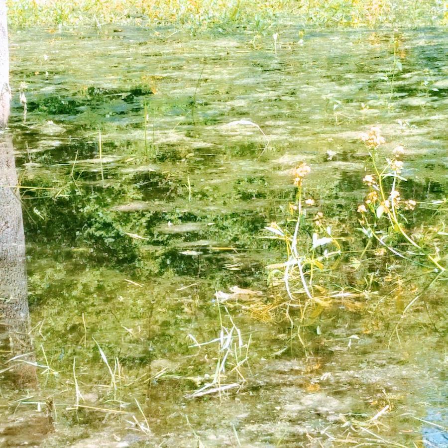 לינה וארוחת בוקר Limeray Domaine De La Clef Des Champs מראה חיצוני תמונה